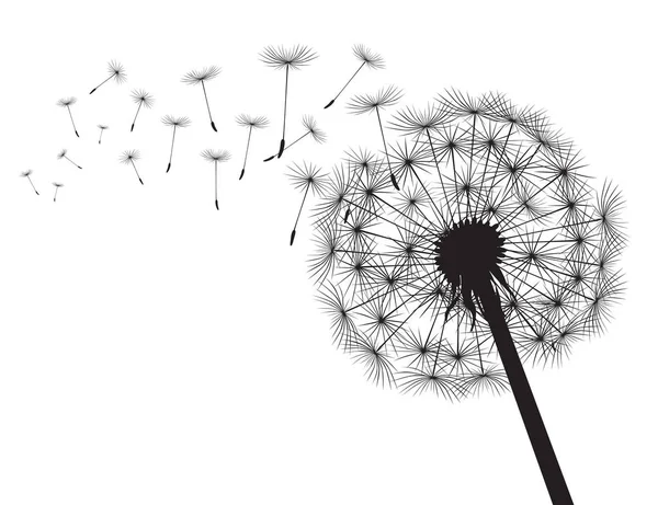 Siluet Dandelions ve beyaz arka plan siyah. Vektör çizim.