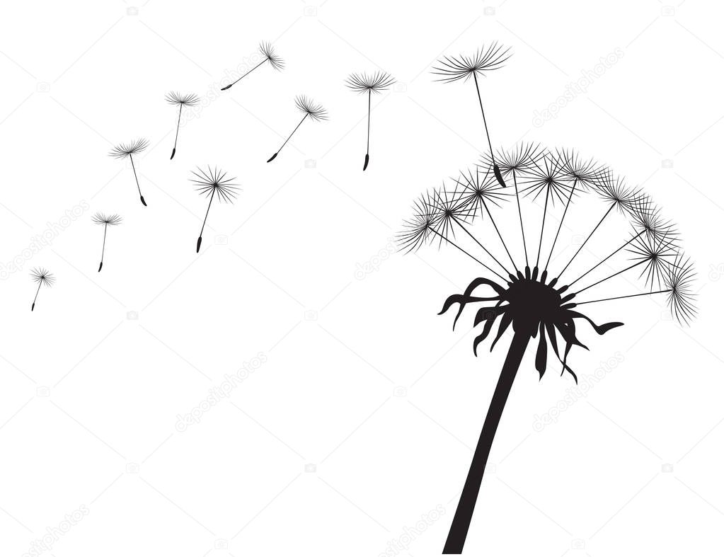 Black silhouette Dandelions on white background. Vector Illustration.