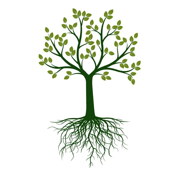 Πράσινο Δέντρο Και Ρίζες Εικονογράφηση Διάνυσμα Φύση Και Τον Κήπο — Διανυσματικό Αρχείο