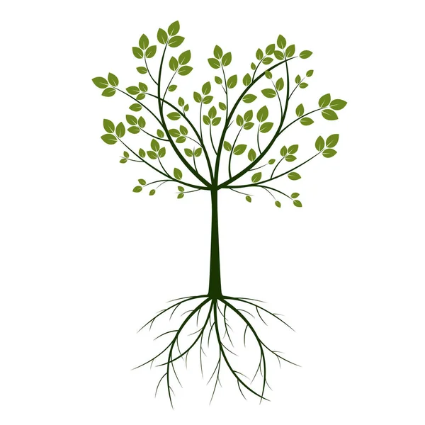 Árbol Verde Raíces Ilustración Vectorial Naturaleza Jardín — Vector de stock