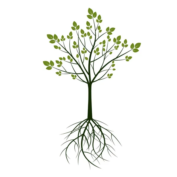 Grüner Baum Und Wurzeln Vektorillustration Natur Und Garten — Stockvektor