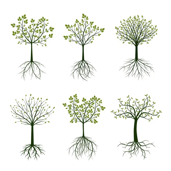 Árbol Verde Raíces Ilustración Vectorial Naturaleza Jardín — Vector de stock