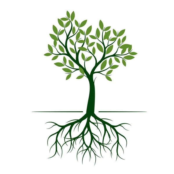 Green Spring Tree Ilustraţie Vectorială Plantă Grădină — Vector de stoc