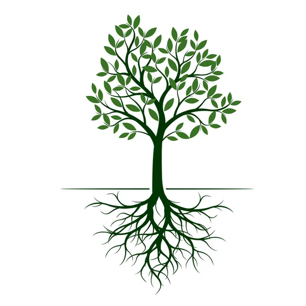ルートの緑の木 ベクトルの図 庭を植物します — ストックベクタ