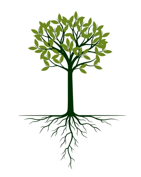 Árbol Verde Raíces Ilustración Vectorial Planta Jardín — Vector de stock