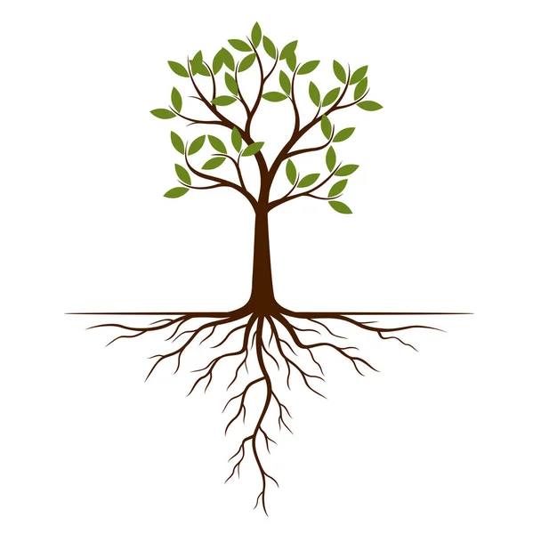 Χρώμα Δέντρο Και Ρίζες Εικονογράφηση Διάνυσμα Φυτό Και Κήπο — Διανυσματικό Αρχείο