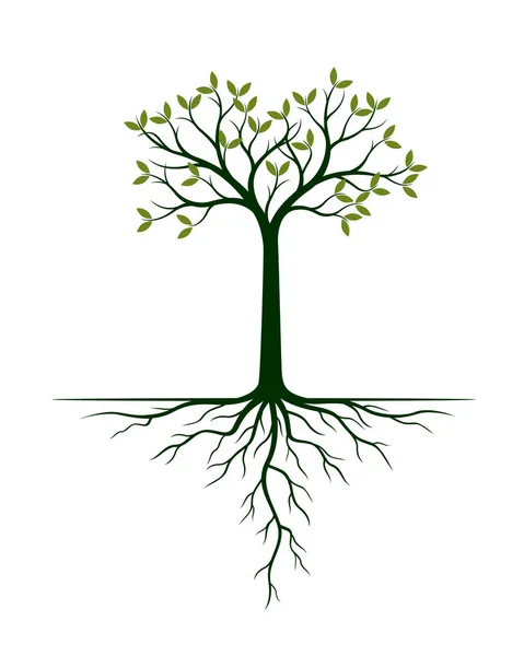 緑の木と根 ベクトルの図 植物と庭 — ストックベクタ