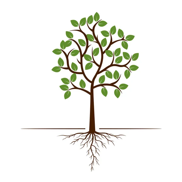 Χρώμα Δέντρο Και Ρίζες Εικονογράφηση Διάνυσμα Φυτό Και Κήπο — Διανυσματικό Αρχείο