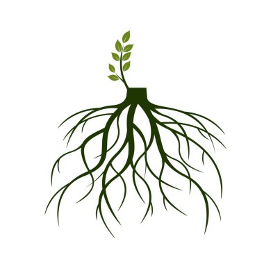 Ağaç kökleri ve uzuv çimlenme. Bitkilerin kökleri. Anahat illüstrasyon.