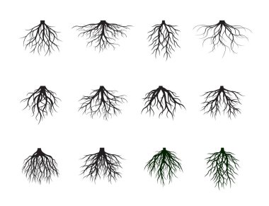 Collection of Black Root Tree. Vector Illustration. Plants and garden. clipart