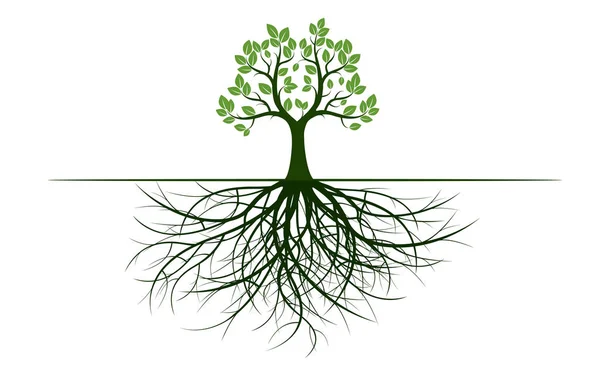 Árbol Con Hojas Raíces Ilustración Vectorial Planta Jardín — Vector de stock