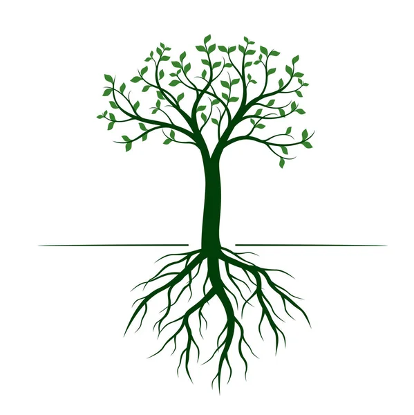 Árbol verde con hojas y raíces sobre fondo blanco. Ilustración vectorial . — Vector de stock