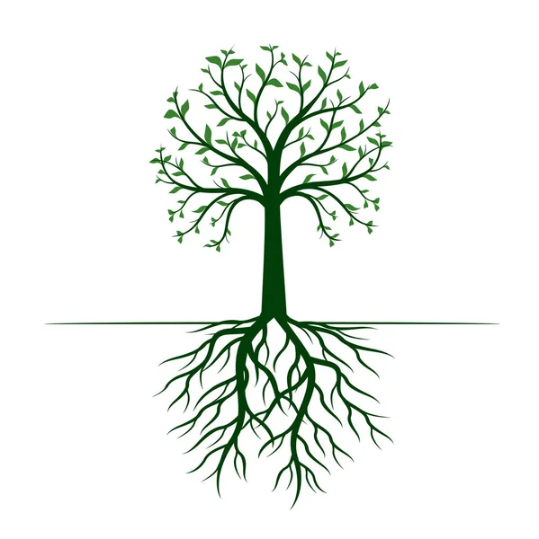 Beyaz arka planda yaprakları ve kökleri ile yeşil ağaç. Vektör Illustration.