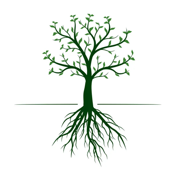 Beyaz arka planda yaprakları ve kökleri ile yeşil ağaç. Vektör Illustration.