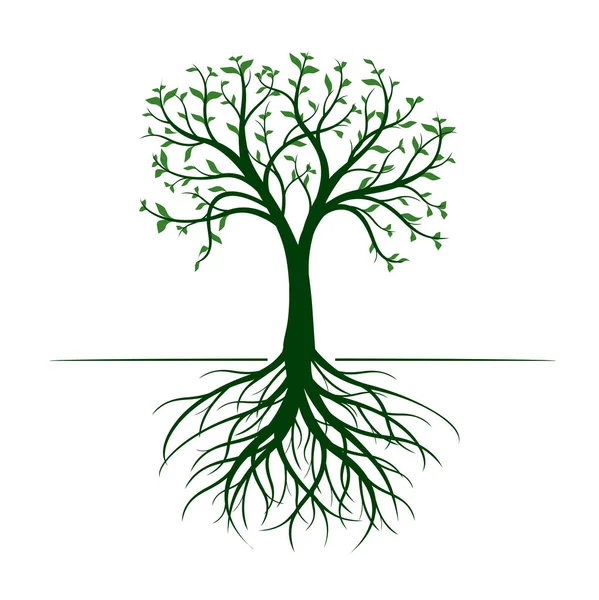 白い背景に葉と根を持つ緑の木。ベクターイラスト. — ストックベクタ