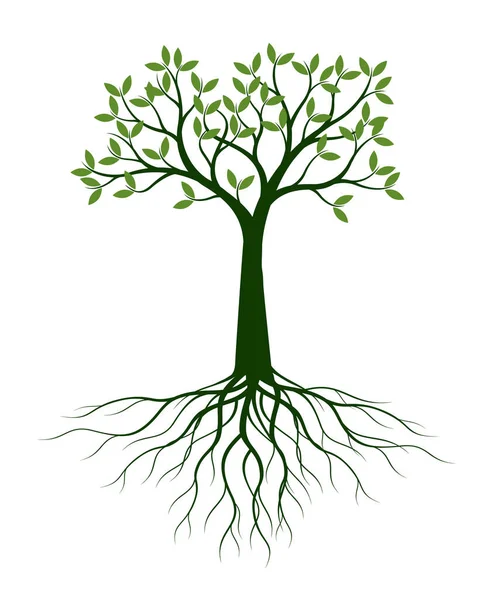 Zöld Levelekkel Vektor Vázlat Illusztráció Növény Kertben — Stock Vector