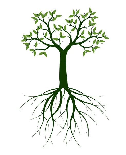 Arbre Vert Avec Feuilles Schéma Vectoriel Illustration Plante Dans Jardin — Image vectorielle