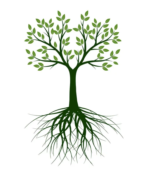 Árbol Verde Con Hojas Esquema Vectorial Ilustración Planta Jardín — Vector de stock