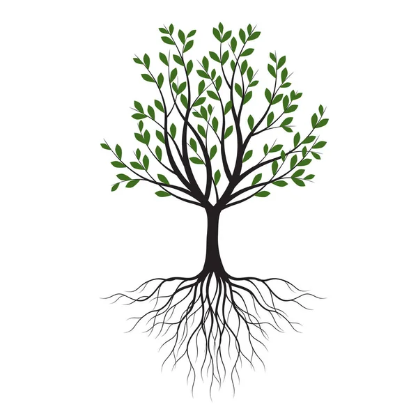 Árbol Verde Con Hojas Esquema Vectorial Ilustración Planta Jardín — Vector de stock