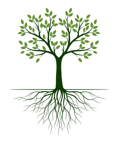 Árbol Verde Con Hojas Esquema Vectorial Ilustración Planta Jardín — Vector de stock