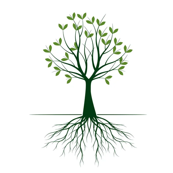 Árbol Verde Con Hojas Raíces Esquema Vectorial Ilustración Planta Jardín — Vector de stock