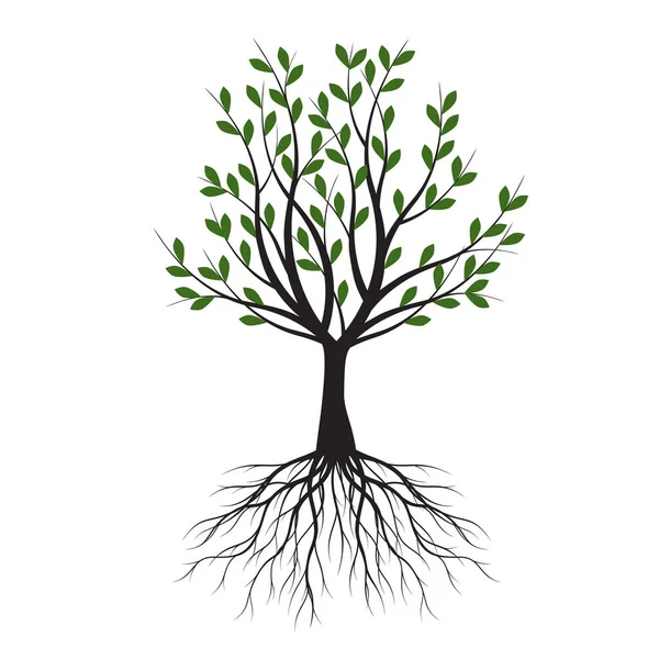 Zielone Drzewo Liśćmi Zarys Wektora Ilustracja Roślina Ogrodzie — Wektor stockowy