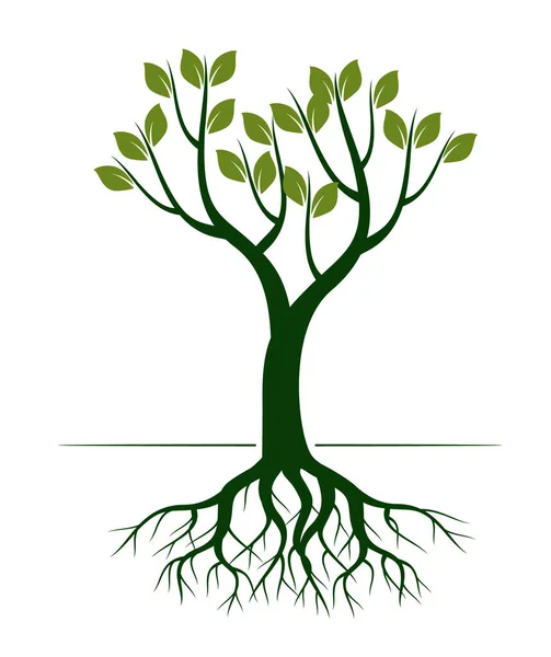 Green Spring Tree Esquema Vectorial Ilustración Planta Jardín — Vector de stock