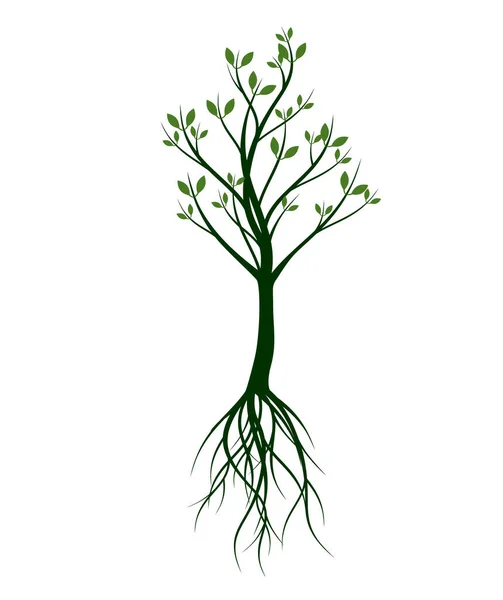 Green Spring Tree Esquema Vectorial Ilustración Planta Jardín — Vector de stock