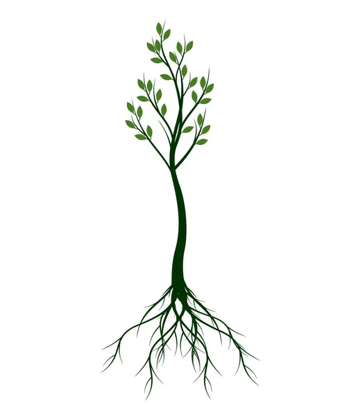 Groene Lenteboom Vector Overzicht Illustratie Planten Tuin — Stockvector
