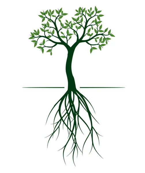 Зеленое Весеннее Дерево Векторный Контур Иллюстрации Посадить Саду — стоковый вектор