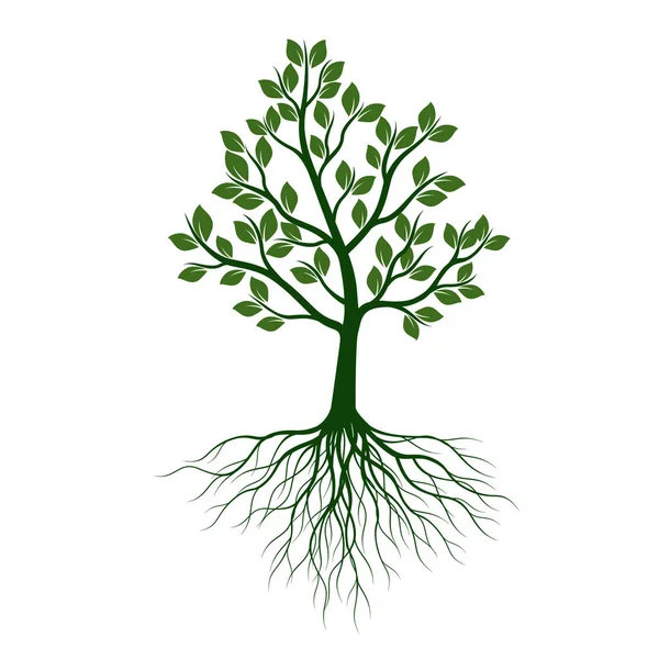 Árbol Verde Con Hojas Raíces Esquema Vectorial Ilustración Planta Jardín — Vector de stock