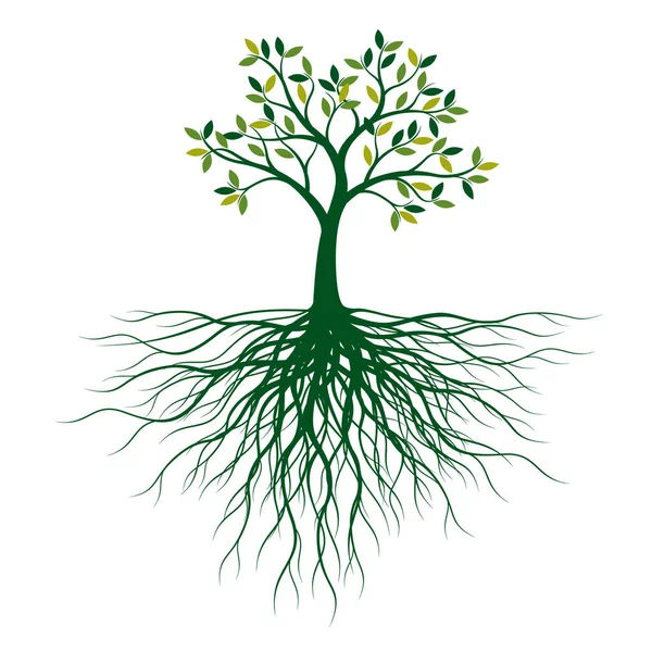 Árbol Verde Con Hojas Raíces Esquema Vectorial Ilustración Planta Jardín — Vector de stock