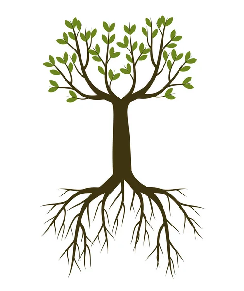 Groene Lenteboom Vector Overzicht Illustratie Planten Tuin — Stockvector