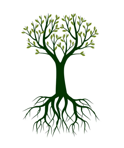 Green Spring Tree Esquema Vectorial Ilustración Planta Jardín — Vector de stock