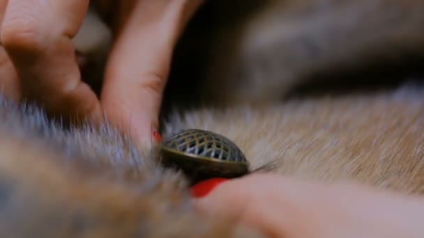 Kleermaker naaien knop van bontjas — Stockvideo