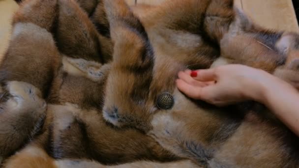 毛皮のコートの仕立て縫製ボタン — ストック動画