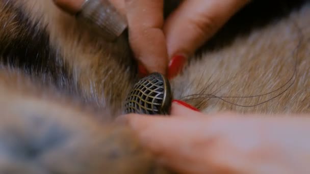 Bouton de couture tailleur de manteau de fourrure — Video