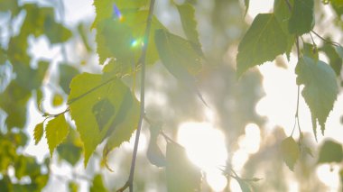 Doğa arka plan bitki örtüsü ile