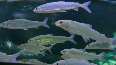 Büyük akvaryumda yüzen gümüş balık sürüsü