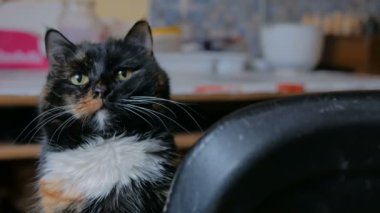 Kedi portresi