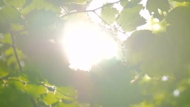 Fond naturel avec feuillage 