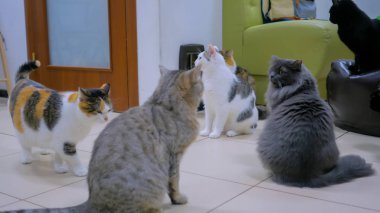 Yemek saati bekleyen çok az kedi var.