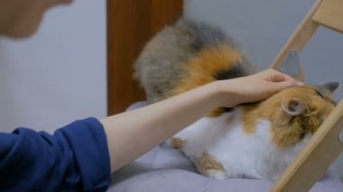 Kadın el okşayarak kedi modern kedi Cafe'de