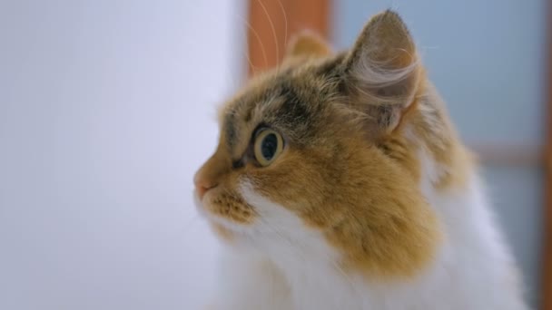 Cat sitting on windowsill — Stock Video