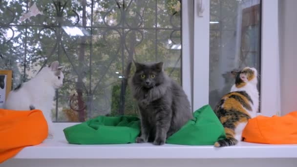 Grupą Kotów Siedząc Parapecie Patrząc Okna Nowoczesne Cat Café — Wideo stockowe