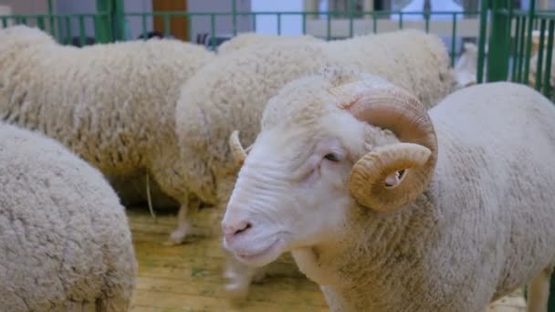 Fluffy ram with horns — Stock Video