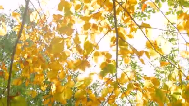 Природный фон с листьями — стоковое видео