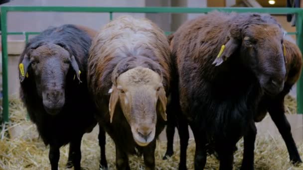 Три овцы едят сено — стоковое видео