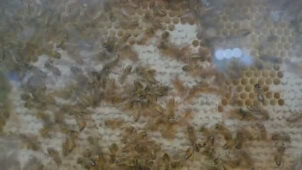 Demonstratie van honingbijen in de korf van glas — Stockvideo