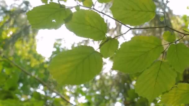 Природний фон з листям — стокове відео